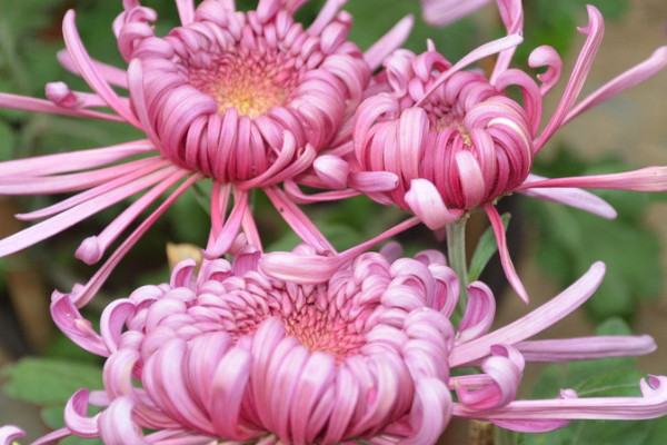 菊花怎麼用水養花期長