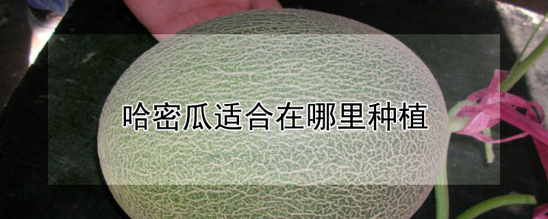 哈密瓜適合在哪裏種植