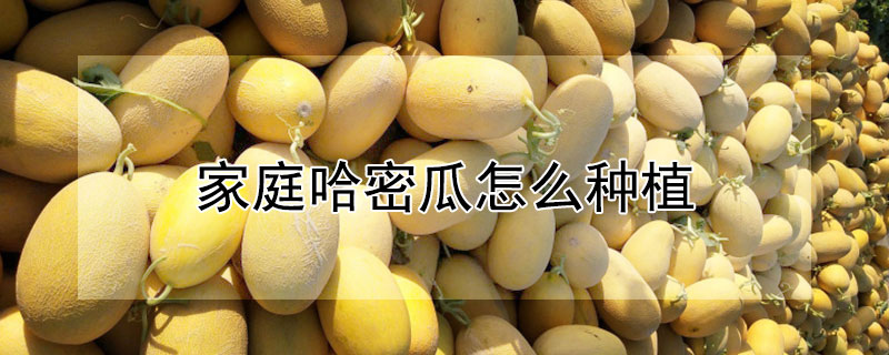 家庭哈密瓜怎麼種植