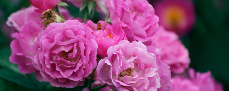 薔薇花什麼時候開花