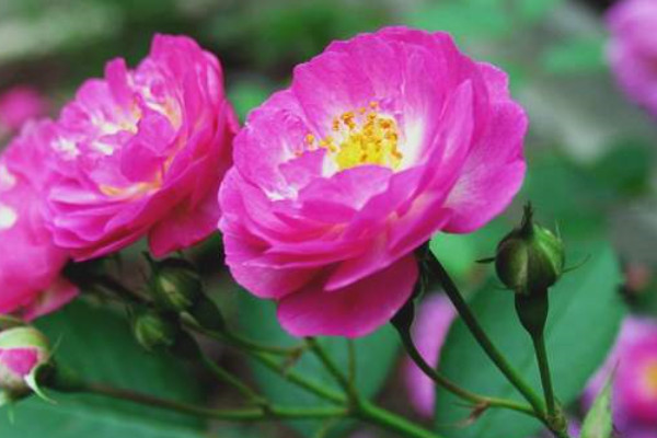 薔薇花什麼時候開花