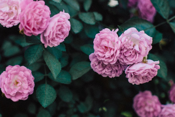 薔薇花什麼時候種植