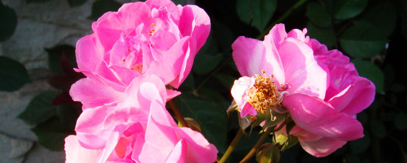 薔薇花幾年能爬滿牆