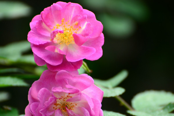 薔薇花幾年能爬滿牆