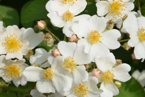 薔薇花幾年能爬滿牆