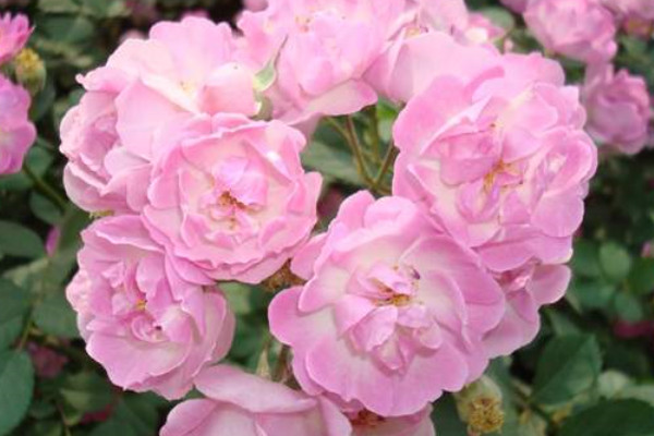 新買的薔薇花苗怎麼種
