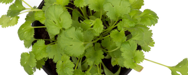 室內養什麼植物不生蟲