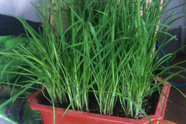 室內養什麼植物不生蟲