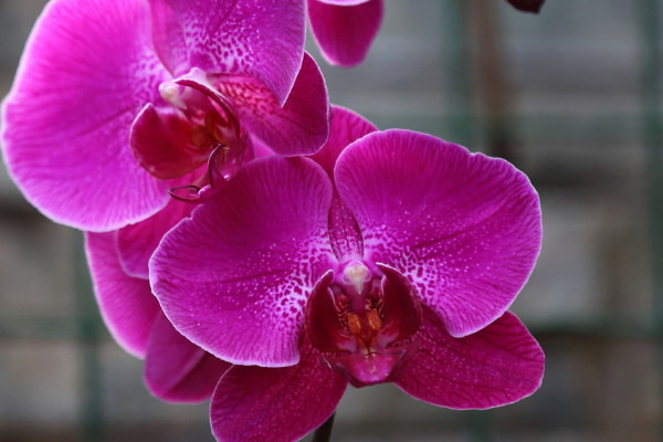 夏天養蝴蝶蘭應該注意些什麼