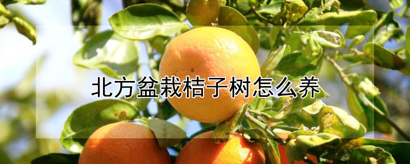 北方盆栽桔子樹怎麼養
