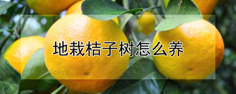 地栽桔子樹怎麼養