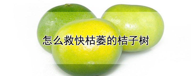 怎麼救快枯萎的桔子樹
