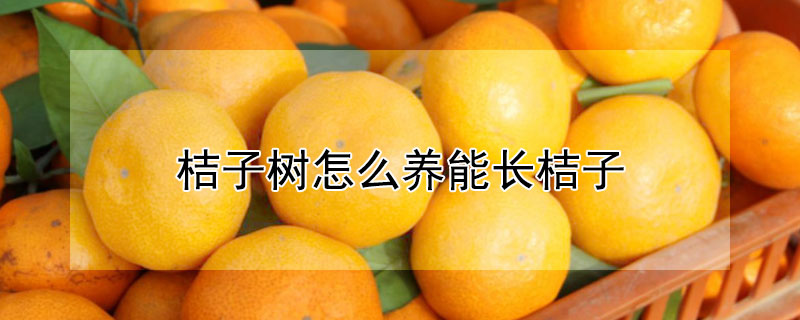 桔子樹怎麼養能長桔子