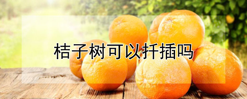 桔子樹可以扡插嗎