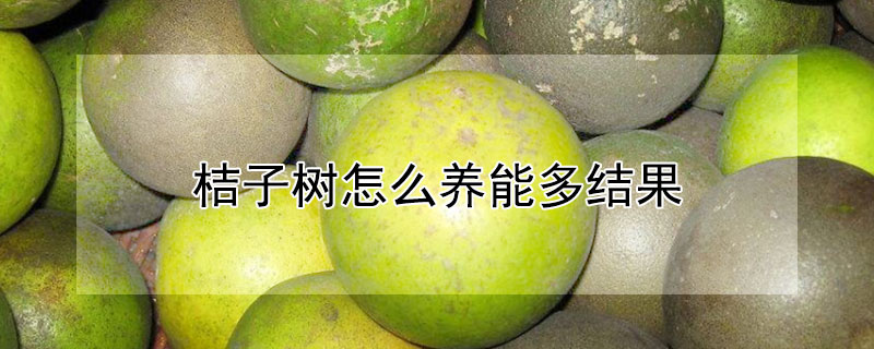 桔子樹怎麼養能多結果