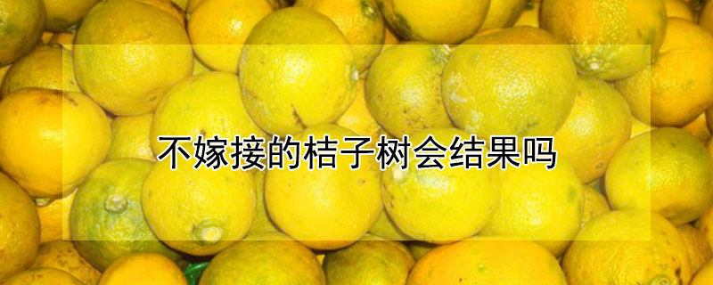 不嫁接的桔子樹會結果嗎