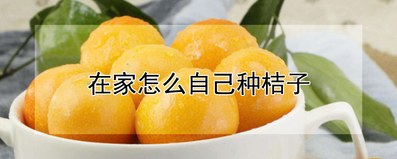 在家怎麼自己種桔子