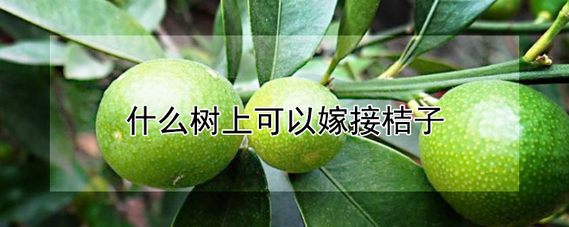 什麼樹上可以嫁接桔子