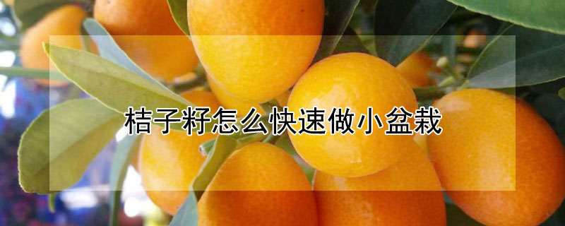 桔子籽怎麼快速做小盆栽