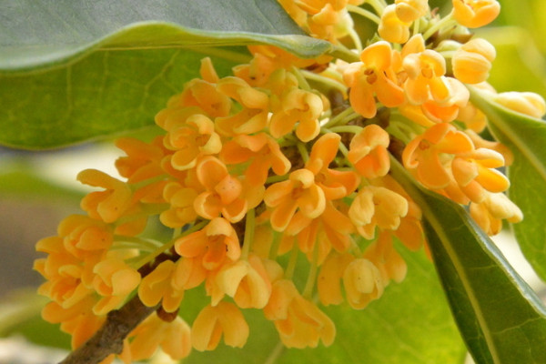 桂花樹怎麼扡插