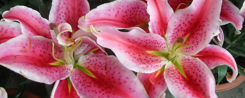 百合花不同的顏色代表什麼意思