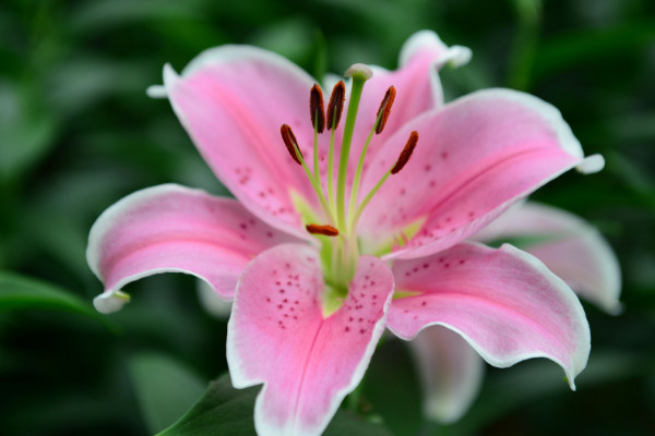 百合花不同的顏色代表什麼意思