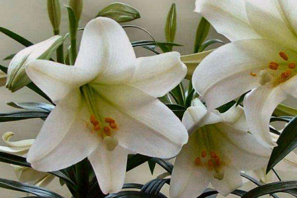 百合花不同的顏色代表什麼意思
