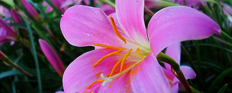 百合花長花苞後應該多澆水嗎