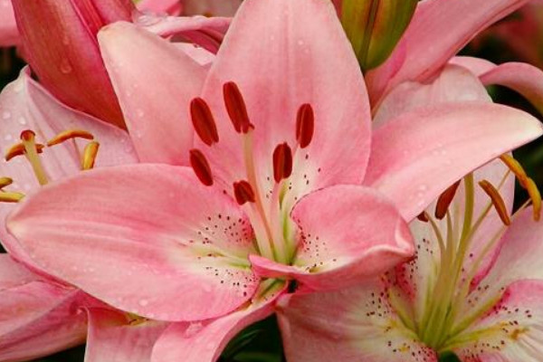 百合花長花苞後應該多澆水嗎