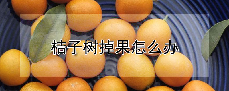 桔子樹掉果怎麼辦