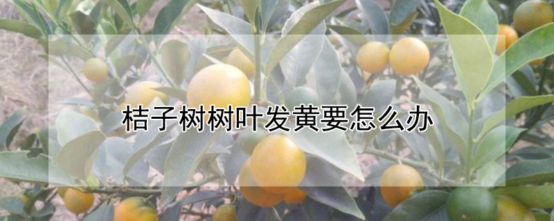 桔子樹樹葉發黃要怎麼辦