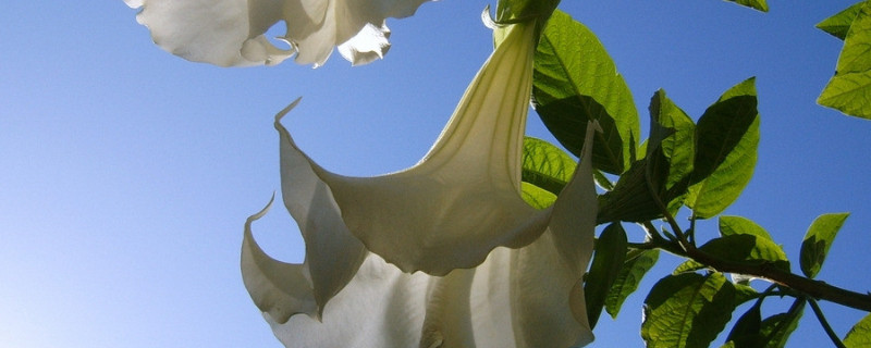 百合花冬季怎麼養殖