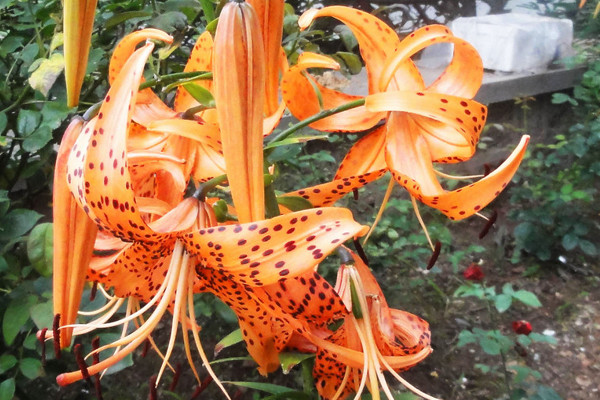 百合花冬季怎麼養殖