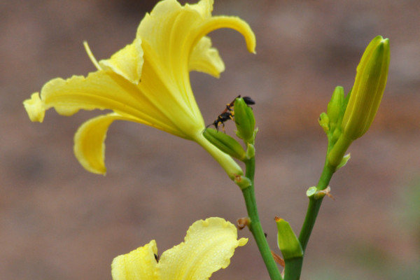 百合花冬季怎麼養殖