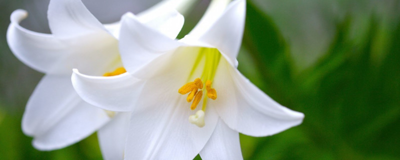 百合花開敗後從哪裏剪