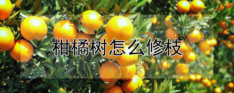 柑橘樹怎麼修枝