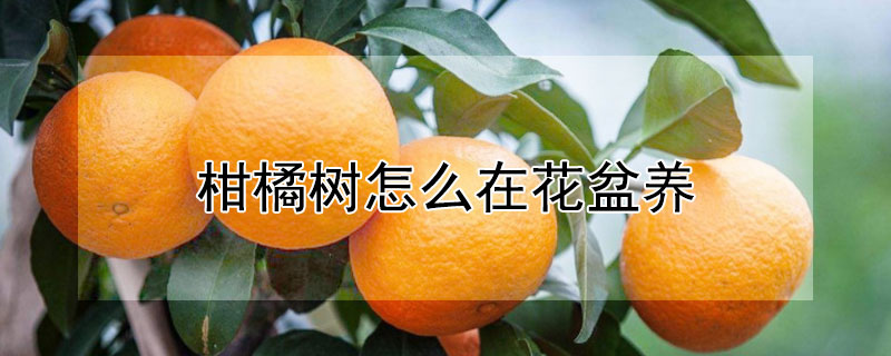 柑橘樹怎麼在花盆養