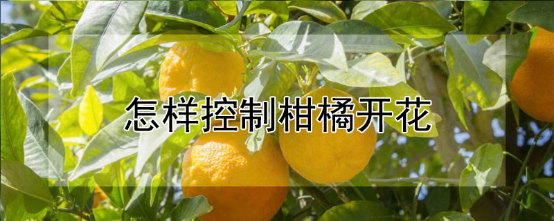 怎樣控製柑橘開花