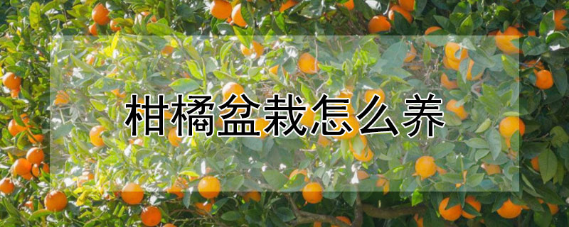 柑橘盆栽怎麼養