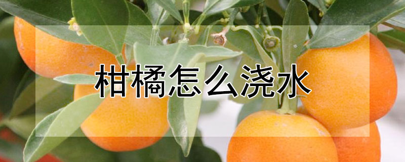 柑橘怎麼澆水
