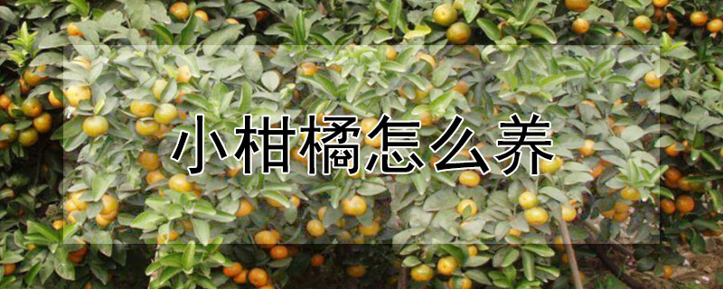 小柑橘怎麼養