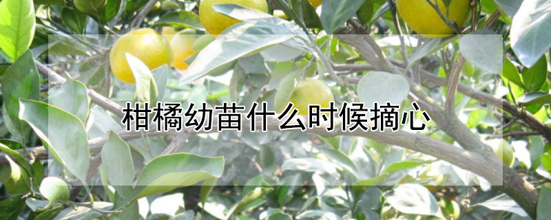 柑橘幼苗什麼時候摘心