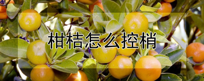 柑桔怎麼控梢
