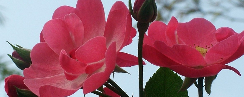 薔薇花為什麼會粉變白