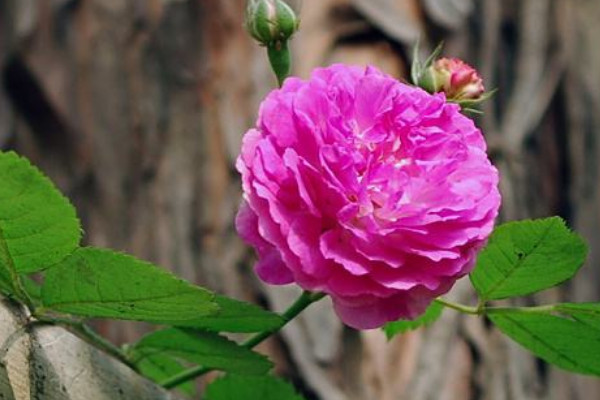 薔薇什麼時候換盆