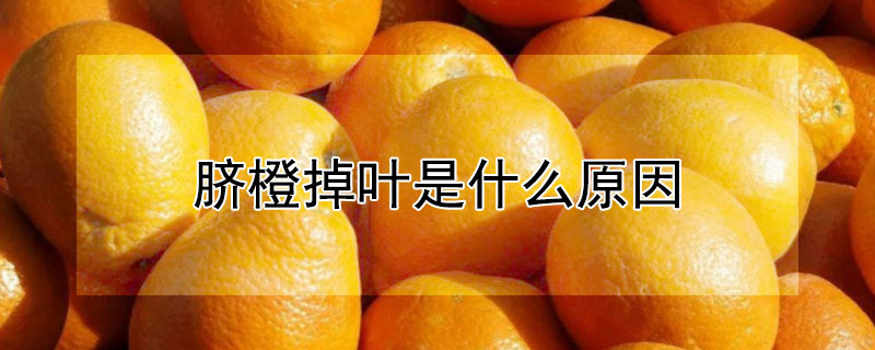 臍橙掉葉是什麼原因