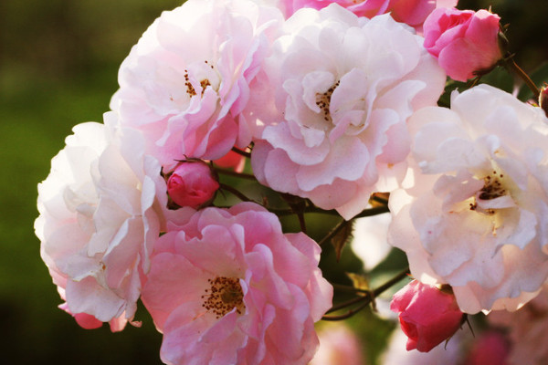 薔薇花葉子幹枯怎麼辦