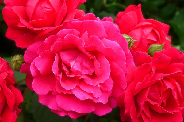 薔薇花枯萎怎麼救活