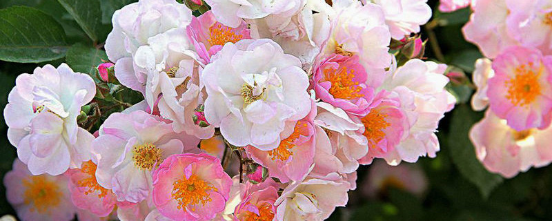 薔薇花夏天可以插扡嗎