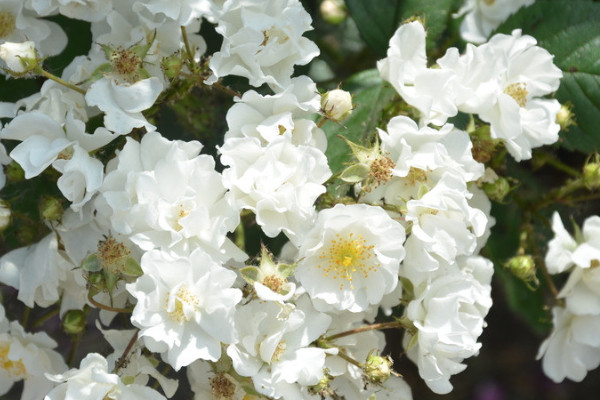 薔薇花夏天可以插扡嗎